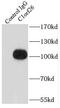 SWT1 RNA Endoribonuclease Homolog antibody, FNab01063, FineTest, Immunoprecipitation image 