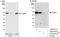 Poly(U) Binding Splicing Factor 60 antibody, A302-819A, Bethyl Labs, Immunoprecipitation image 