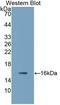 Transforming Growth Factor Beta 3 antibody, LS-C372847, Lifespan Biosciences, Western Blot image 