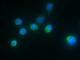 Interleukin 1 Receptor Antagonist antibody, 10123-R004, Sino Biological, Immunofluorescence image 