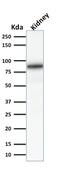 Calnexin antibody, GTX34446, GeneTex, Western Blot image 