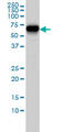 Coronin 1B antibody, LS-B4533, Lifespan Biosciences, Western Blot image 