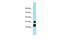 MOFA1 antibody, PA5-45688, Invitrogen Antibodies, Western Blot image 