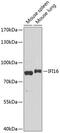 Interferon Gamma Inducible Protein 16 antibody, GTX65937, GeneTex, Western Blot image 