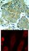 Eukaryotic Translation Initiation Factor 2 Subunit Alpha antibody, 79-226, ProSci, Immunohistochemistry frozen image 