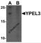 Yippee Like 3 antibody, 6775, ProSci, Western Blot image 