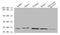 Orosomucoid 2 antibody, A52225-100, Epigentek, Western Blot image 