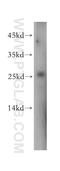 Glyoxalase I antibody, 18477-1-AP, Proteintech Group, Western Blot image 