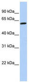 Tektin 4 antibody, TA340358, Origene, Western Blot image 