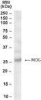 Myelin Oligodendrocyte Glycoprotein antibody, NB300-948, Novus Biologicals, Western Blot image 