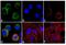 EPH Receptor A2 antibody, 37-4400, Invitrogen Antibodies, Immunofluorescence image 