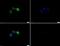 Serine/Threonine Kinase 33 antibody, PA5-23081, Invitrogen Antibodies, Immunofluorescence image 