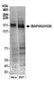 Mitogen-Activated Protein Kinase Kinase Kinase Kinase 4 antibody, A301-503A, Bethyl Labs, Western Blot image 