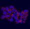 Tankyrase 1 Binding Protein 1 antibody, orb195516, Biorbyt, Immunocytochemistry image 