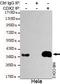 Caudal Type Homeobox 2 antibody, GTX49136, GeneTex, Immunoprecipitation image 