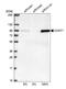 Cyclin T1 antibody, HPA004892, Atlas Antibodies, Western Blot image 