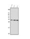 Nerve Growth Factor antibody, A00341-1, Boster Biological Technology, Western Blot image 