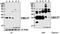 Ubiquitin Conjugating Enzyme E2 T antibody, A05874, Boster Biological Technology, Western Blot image 