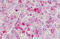 Hexokinase 1 antibody, MBS249050, MyBioSource, Immunohistochemistry frozen image 