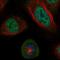 Shugoshin 1 antibody, HPA035501, Atlas Antibodies, Immunofluorescence image 