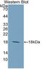 Interleukin 9 antibody, LS-C314366, Lifespan Biosciences, Western Blot image 