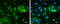 RNA Binding Protein, MRNA Processing Factor antibody, GTX118619, GeneTex, Immunocytochemistry image 