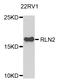 Relaxin 2 antibody, A04045-1, Boster Biological Technology, Western Blot image 