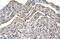 Neuroplastin antibody, 30-250, ProSci, Enzyme Linked Immunosorbent Assay image 
