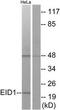 EP300 Interacting Inhibitor Of Differentiation 1 antibody, TA315270, Origene, Western Blot image 