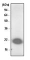Parkinsonism Associated Deglycase antibody, MBS200031, MyBioSource, Western Blot image 