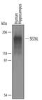 Seizure Related 6 Homolog Like antibody, AF5598, R&D Systems, Western Blot image 
