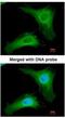 Phosducin Like antibody, NBP1-32523, Novus Biologicals, Immunofluorescence image 