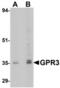 G Protein-Coupled Receptor 3 antibody, TA306784, Origene, Western Blot image 