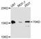 Fatty Acid Binding Protein 7 antibody, STJ113209, St John