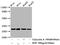 Heat Shock Protein Family B (Small) Member 1 antibody, CSB-RA010833A82phHU, Cusabio, Western Blot image 