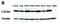 C-X-C Motif Chemokine Receptor 4 antibody, 1012, QED Bioscience, Western Blot image 