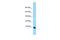 Mitochondrial Contact Site And Cristae Organizing System Subunit 13 antibody, PA5-69966, Invitrogen Antibodies, Western Blot image 