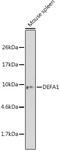 Defensin Alpha 1B antibody, GTX64827, GeneTex, Western Blot image 