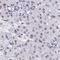 DExD-Box Helicase 52 antibody, NBP2-33776, Novus Biologicals, Immunohistochemistry frozen image 