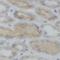 DExH-Box Helicase 58 antibody, FNab10709, FineTest, Immunohistochemistry frozen image 