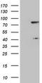 TLE Family Member 1, Transcriptional Corepressor antibody, TA800319, Origene, Western Blot image 