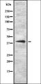 Anaphase Promoting Complex Subunit 13 antibody, orb335183, Biorbyt, Western Blot image 