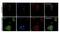 AIF1 antibody, 711504, Invitrogen Antibodies, Immunofluorescence image 