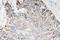 Caspase 4 antibody, A02941, Boster Biological Technology, Immunohistochemistry paraffin image 