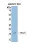 Left-Right Determination Factor 2 antibody, LS-C295114, Lifespan Biosciences, Western Blot image 