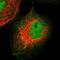 Oligodendrocyte Transcription Factor 2 antibody, NBP1-88634, Novus Biologicals, Immunofluorescence image 