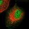 Oligodendrocyte transcription factor 2 antibody, NBP1-88634, Novus Biologicals, Immunofluorescence image 