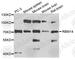 RNA Binding Motif Protein 14 antibody, A4418, ABclonal Technology, Western Blot image 