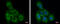 OCRL Inositol Polyphosphate-5-Phosphatase antibody, GTX103107, GeneTex, Immunofluorescence image 