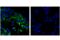 TNF Receptor Superfamily Member 4 antibody, 98785S, Cell Signaling Technology, Immunocytochemistry image 